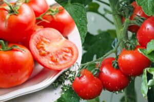A imagem mostra um tomateiro com tomates e um prato com tomates